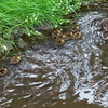 近くの川にカルガモの雛が11羽も！