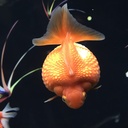 platyplaty’s blog