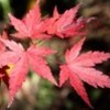 「アジサイの紅葉」は、シブイ…。