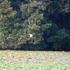 池の上を飛ぶクロハラアジサシ