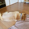 やっぱり雨は退屈です。