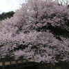 新宿御苑の桜