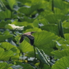 今朝の瓢湖（カンムリカイツブリ以外）　コヨシキリ（福島潟）