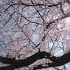 春爛漫、桜の木の下で。　そして見納めの桜並木