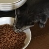 生まれて40日でカリカリ食べた