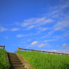 梅雨の中に、夏の兆し（お散歩写真）