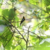キビタキ・オオルリなど(大阪城野鳥探鳥 2018/09/23 5:20-11:45)