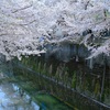 石神井川の桜を撮影しました、その４。