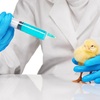 Poultry Diagnostics Market Report, Size, Share, Trends, Analysis and Forecast 2021-2026