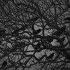 a murder of crows