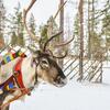 Finland Local Guide – The best local tour guides for Lapland Tours