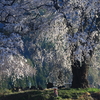 何年も前・・・そしてこの春・・・その時のカメラとレンズで撮った春。