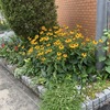 マンション花壇・復活植物