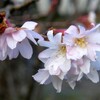 寒桜