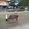 奈良公園の鹿