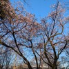 ４．２７（日・晴れ）フランシスコ教皇の死と葬儀。空からの大学キャンパス。