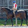 ９日の検疫で栗東・斉藤崇厩舎へ入厩しています。☆アースコンチェルト