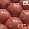 今年はトマトづくりとして難しい年