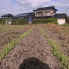 麦のワークショップ第二回　除草+中耕