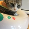 レイ 初めてのブラッシング(=^x^=)