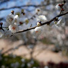 緑花公園：梅が咲いていました