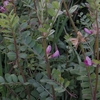 Vicia sativa subsp. nigra　ヤハズエンドウ（カラスノエンドウ）