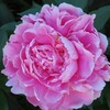 【「立てば芍薬、座れば牡丹、歩く姿は百合の花」とも言われ高貴な美しさを漂わせるシャクヤクの花!】…市内の植物探索（51）