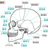 顔の歪み、広がりに関わる側頭骨、下顎骨