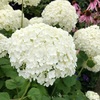 ＊真っ白なアナベル♡＆フィソステギア開花