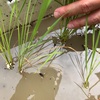 iloの田んぼ