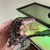 アオジタトカゲの飼い方