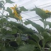 向日葵20240703