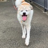 14歳犬