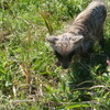 この前の日曜日、荒川土手でタヌキとおぼしき