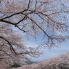 冨士霊園の桜。