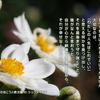こころの道しるべ（240）これでいい