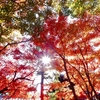 デジカメ徒然草　紅葉のメッカ東福寺