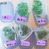 【実験】ちぎられた植物のにおいと発芽🌱