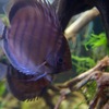 ディスカス