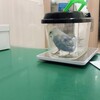 インコ　初めての動物病院