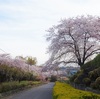 桜花びら散る中で「春の集い」