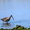 チュウシャクシギ、キョウジョシギ、シロチドリ、ツバメ