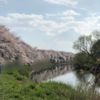 2019年桜＠埼玉県北越谷市元荒川の桜を見に行きました。