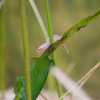 アマモに潜む！水槽より その他の生き物たち