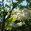 ハクウンボクの真っ白な花と花に集まるエゴシギゾウムシやハナカミキリなどの甲虫たち。