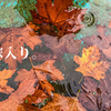 狐の嫁入り。