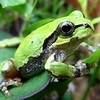 古池や蛙飛びこむ水の音