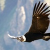 翼を広げると3m！世界最大級の空を飛ぶ鳥「アンデスコンドル」の巨大さにズームイン！