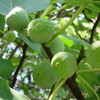 羅（うすもの）や青無花果は太り居り