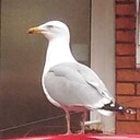 イギリス留学　ざっくり日記